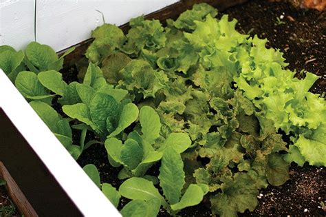 How to Build and Use Cold Frames for Gardening Success.